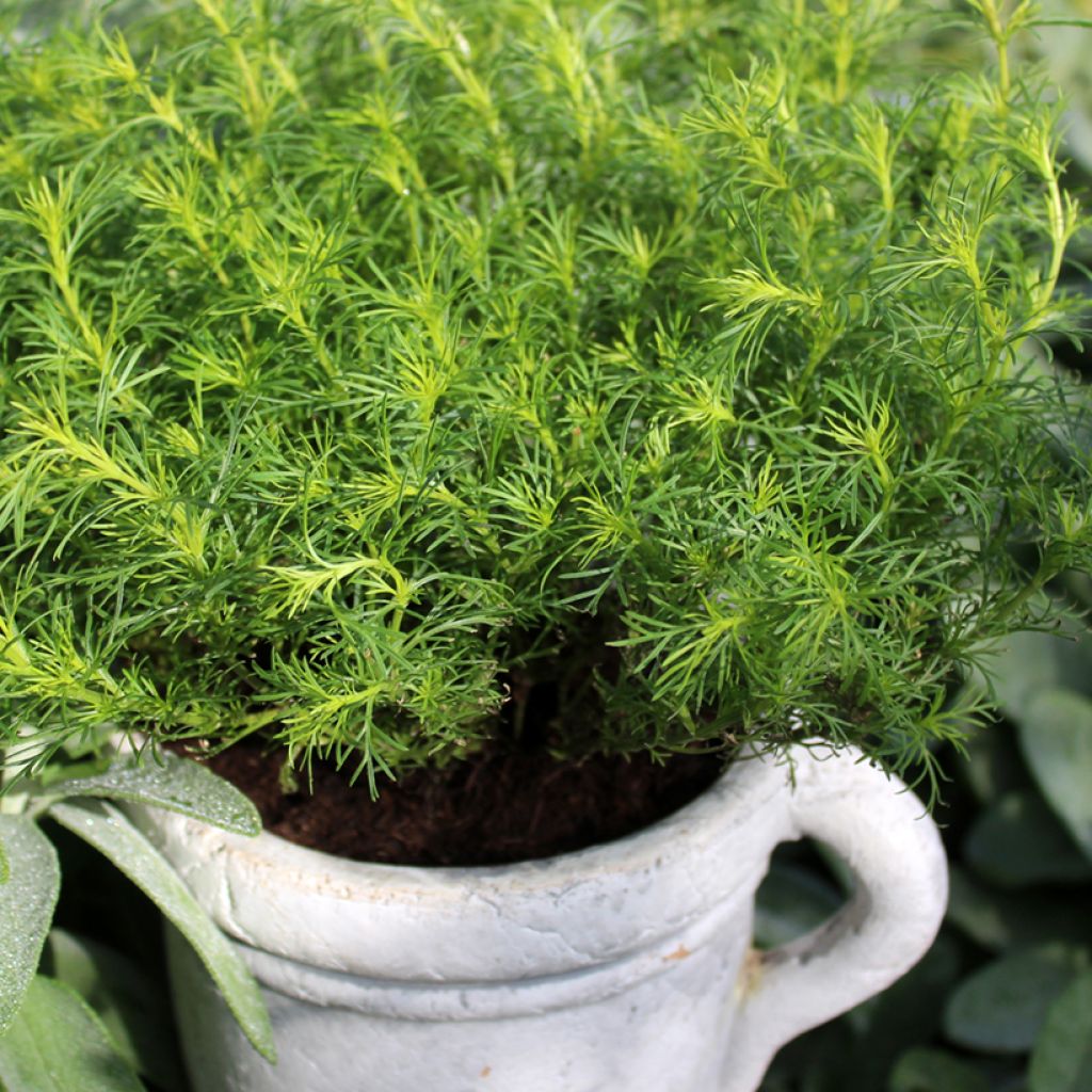 Tagète réglisse en plant - Tagetes filifolia