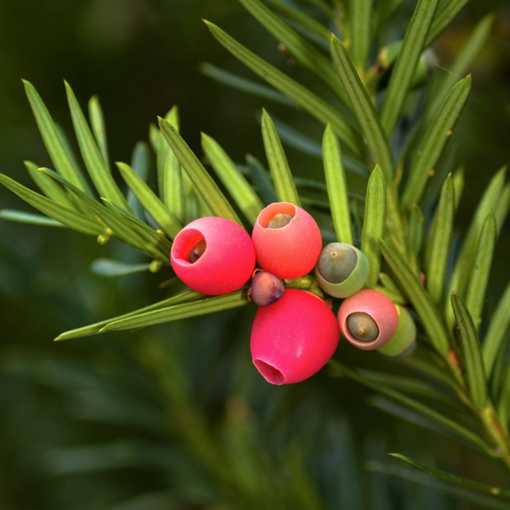Taxus baccata - If commun