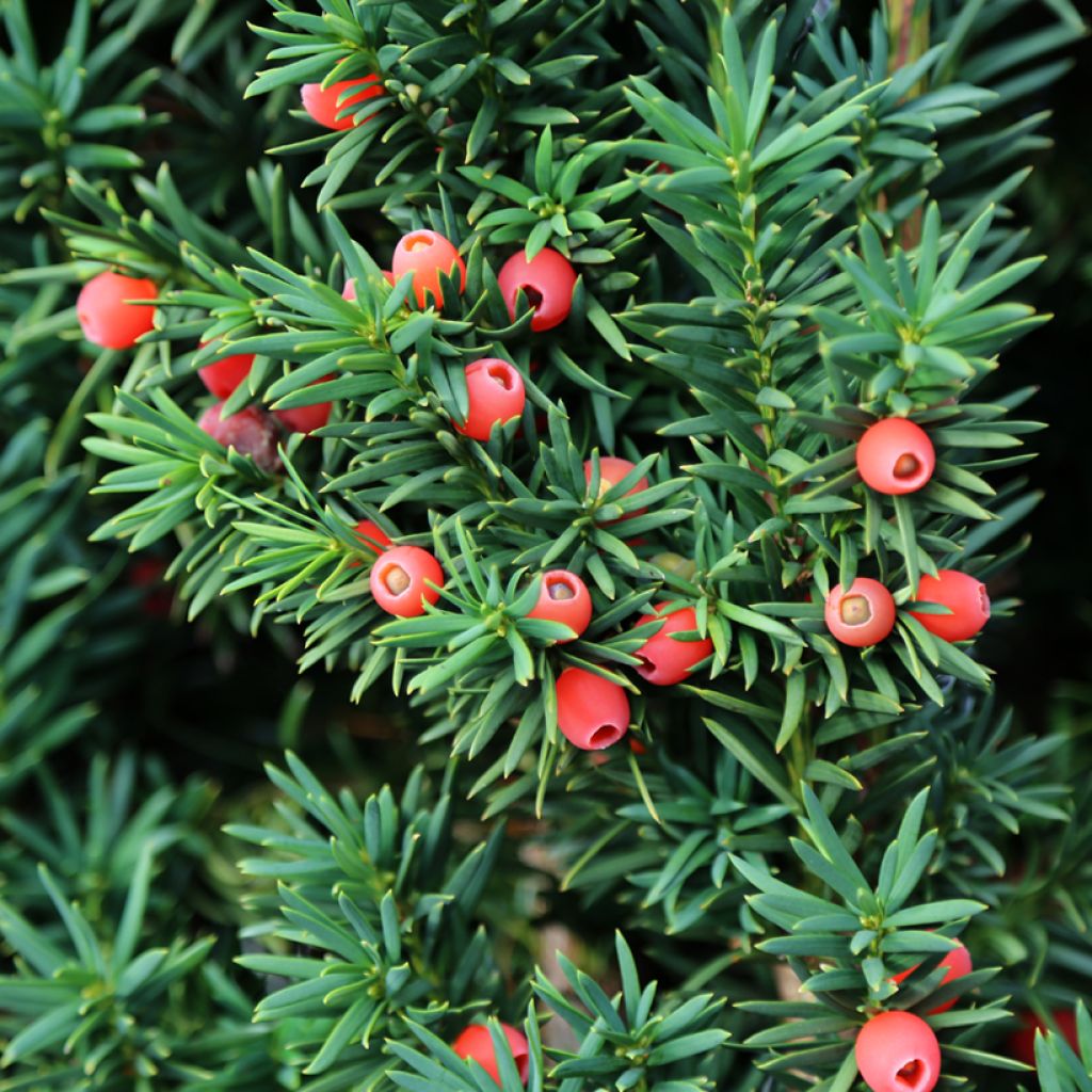 Taxus baccata - If commun