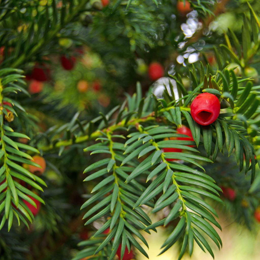 Taxus baccata - If commun
