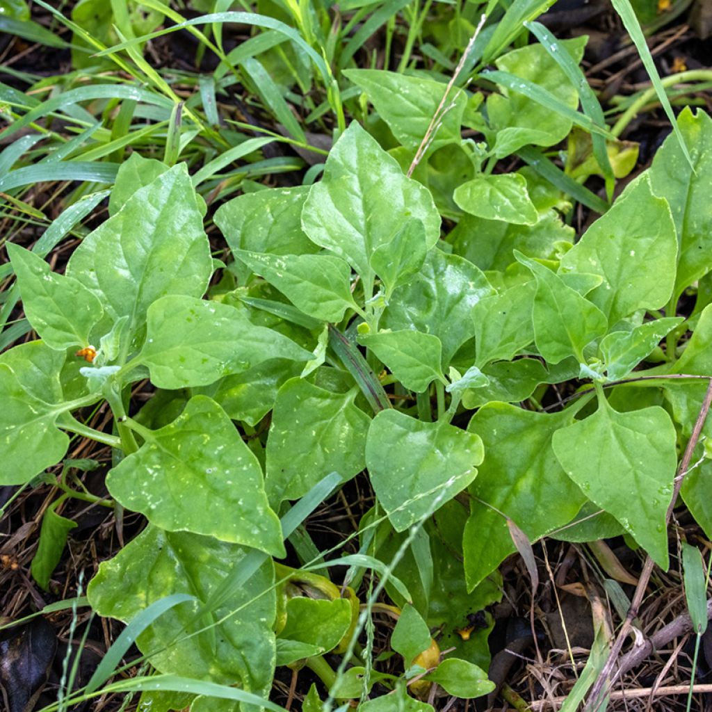 Tétragone Cornue - Tetragonia tetragonoides
