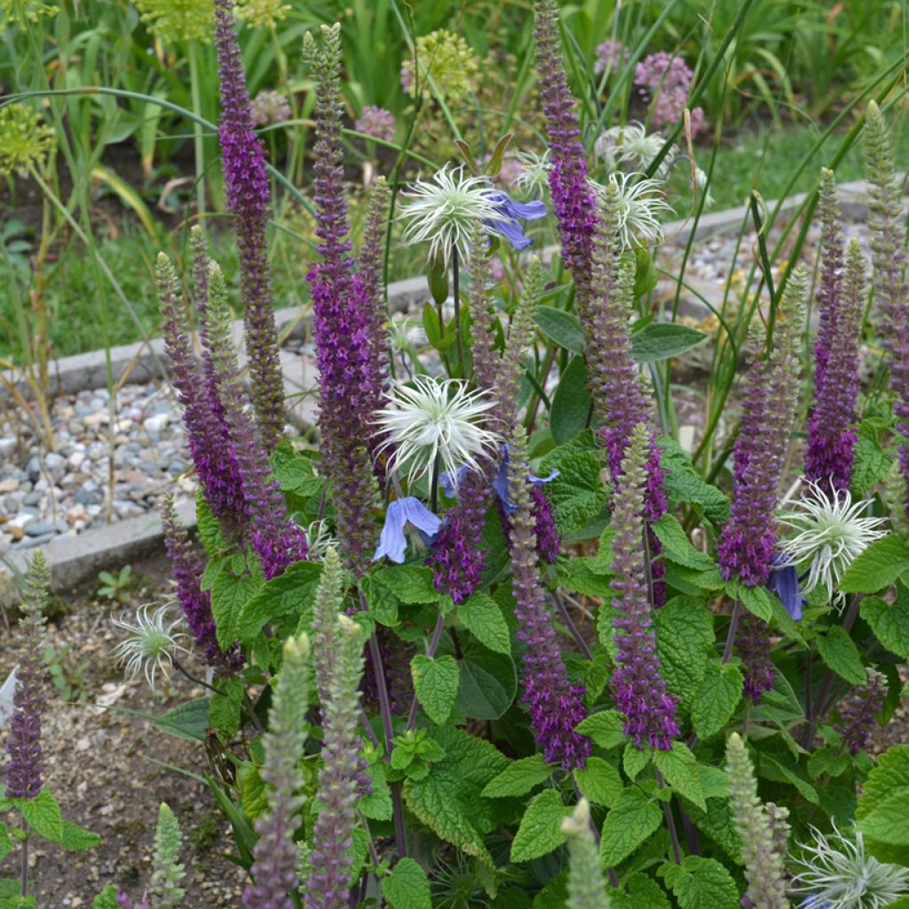 Teucrium hircaninum Paradise Delight - Germandrée d'Iran