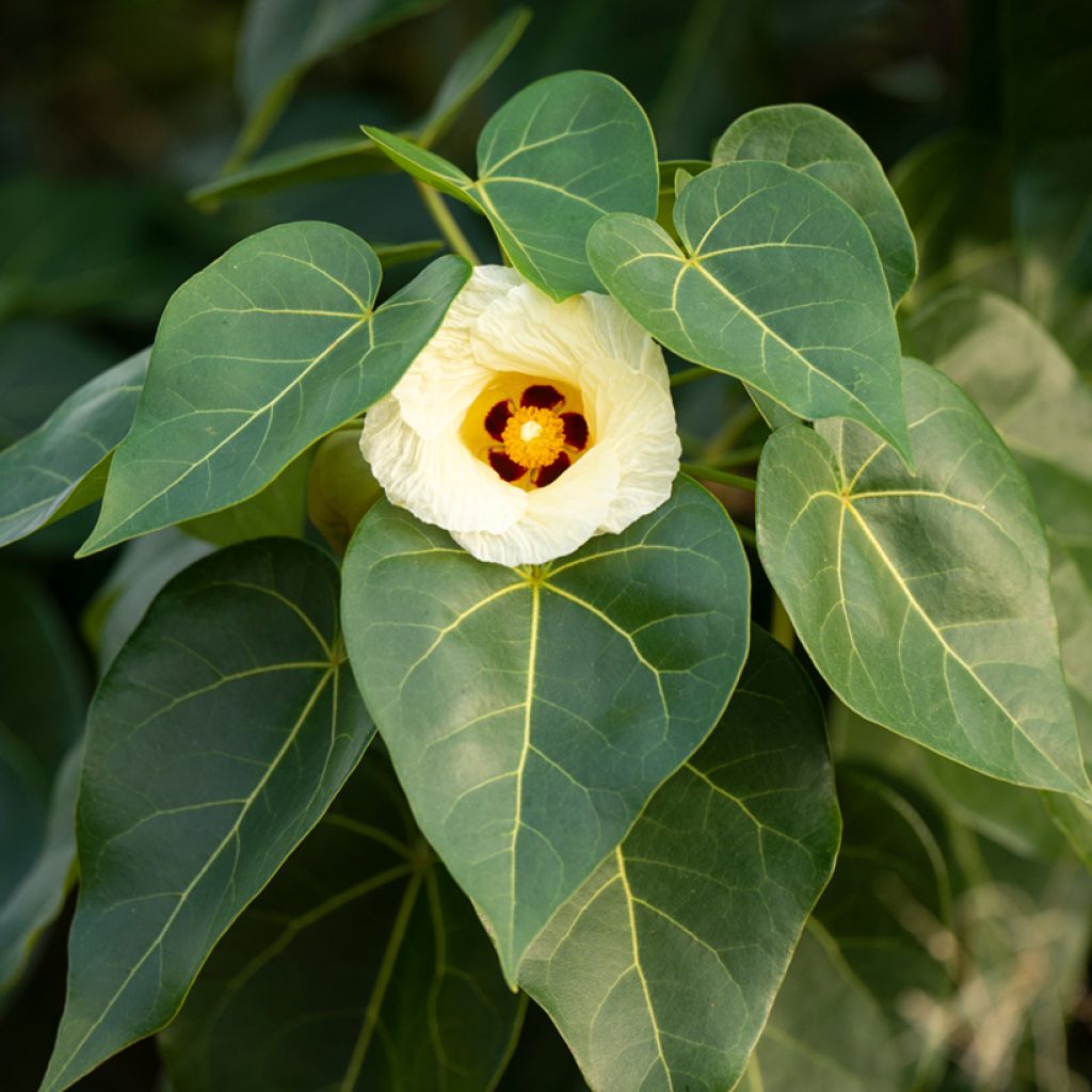 Thespesia populnea - Bois de rose d'Océanie