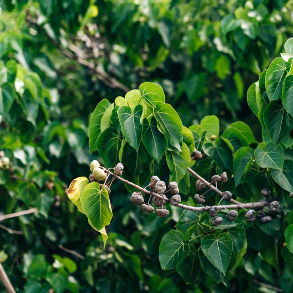 Thespesia populnea - Bois de rose d'Océanie
