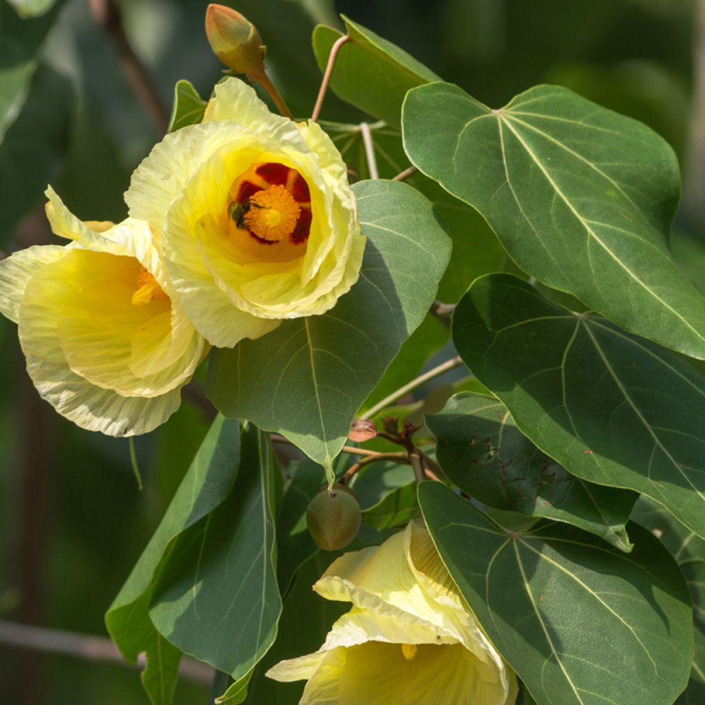 Thespesia populnea - Bois de rose d'Océanie