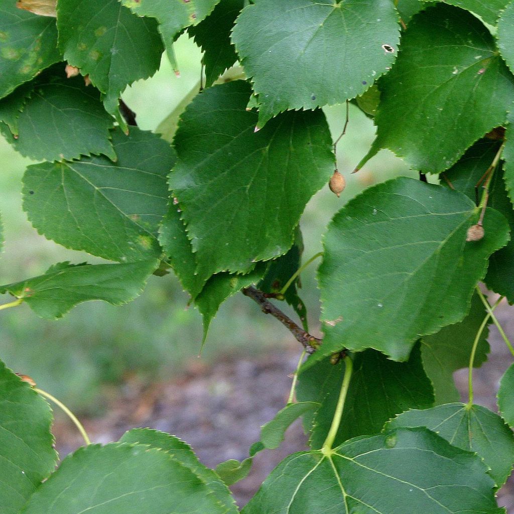 Tilia cordata Greenspire - Tileul à petites feuilles