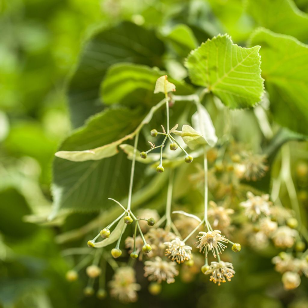 Tilleul argenté - Tilia tomentosa