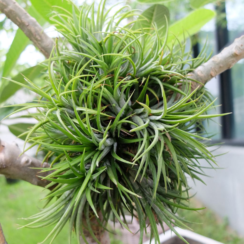 Tillandsia Mizuki