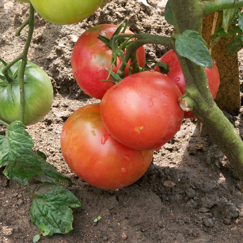 Tomate Rose de Berne Bio - Ferme de Sainte Marthe
