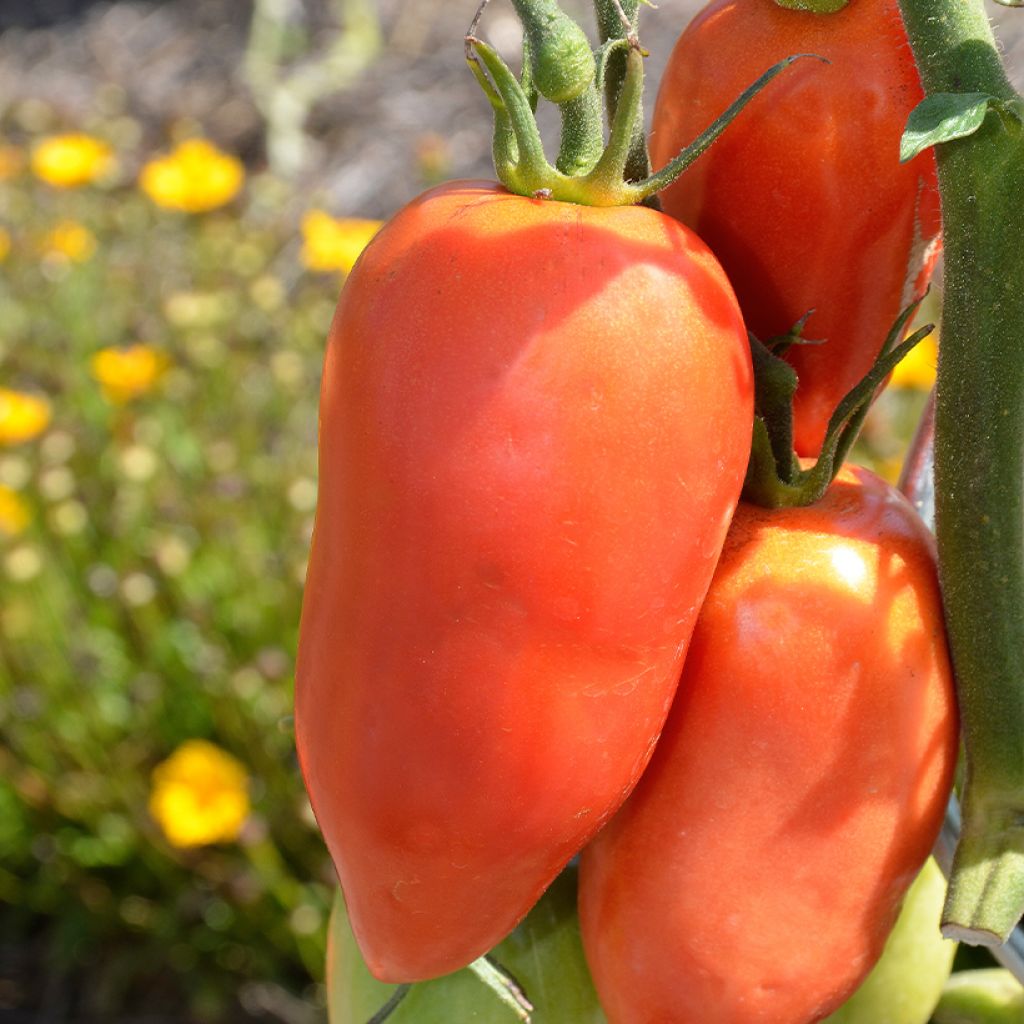 Tomate Cornue des Andes BIO