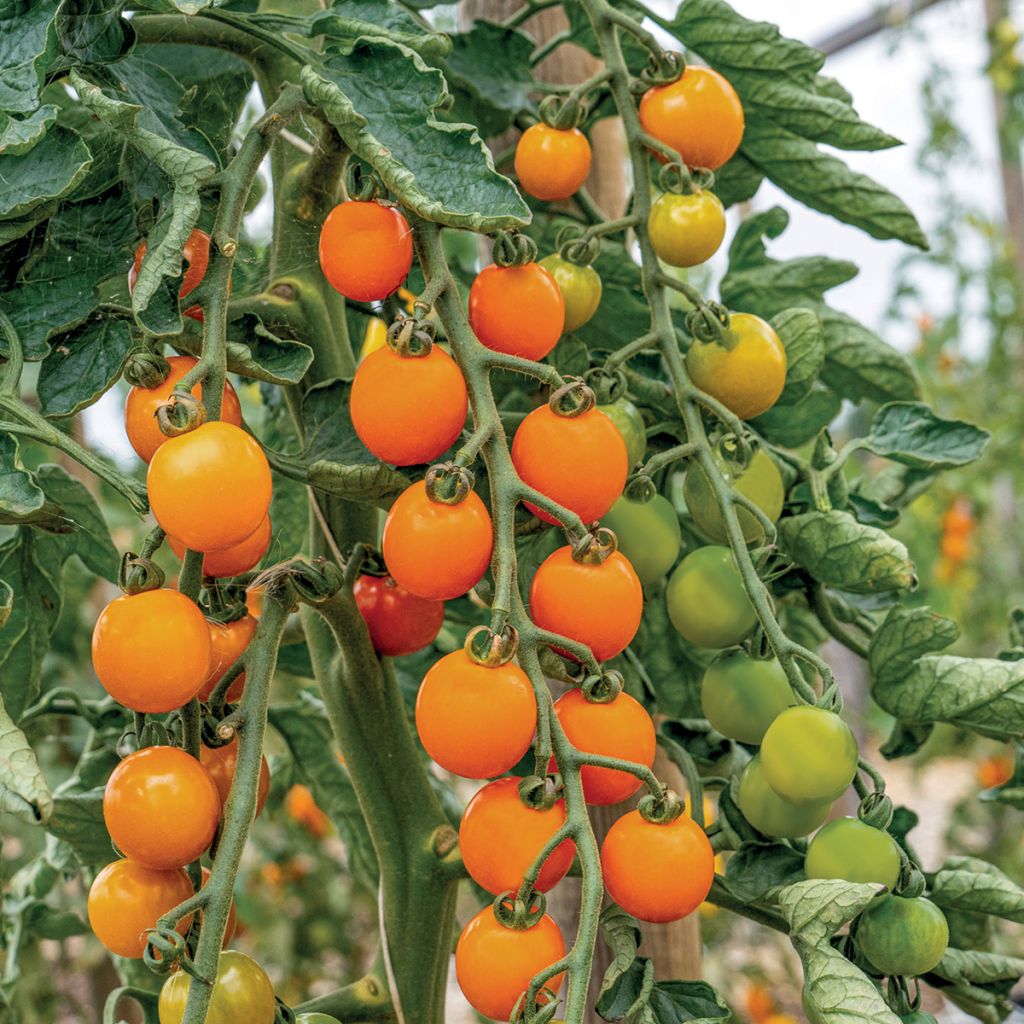 Tomate Honeycomb en plants - Tomate cerise