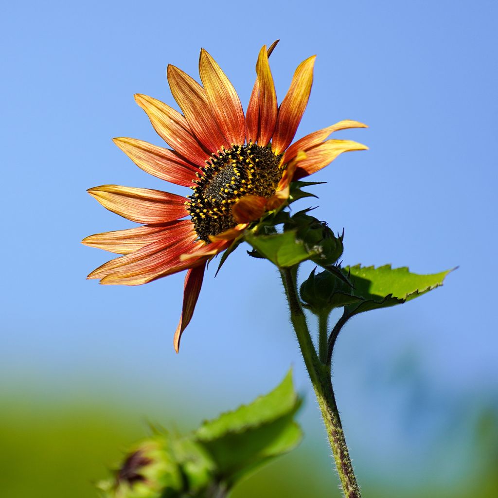 Tournesol nain Ms. Mars - Helianthus annuus Graines