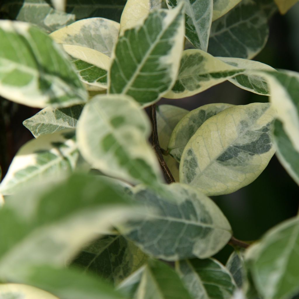 Trachelospermum jasminoides Sun Lover - Jasmin étoilé