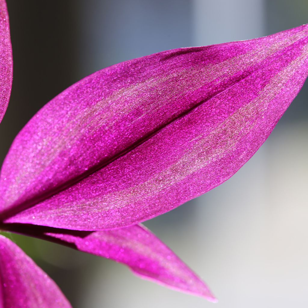 Tradescantia zebrina Pink Paradise