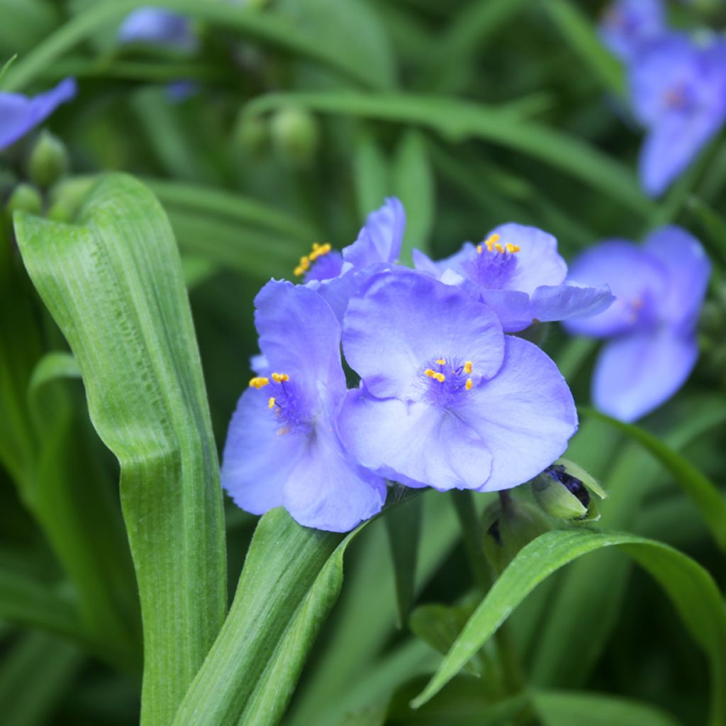 Ephémère de Virginie - Tradescantia andersoniana Ocean Blue