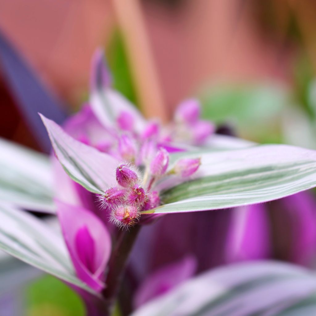 Tradescantia cerinthoides Sweetness