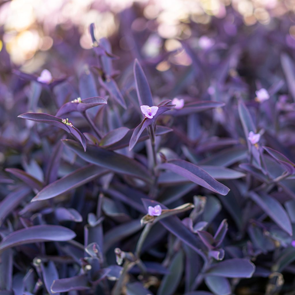 Tradescantia pallida Purple Heart - Misère pourpre