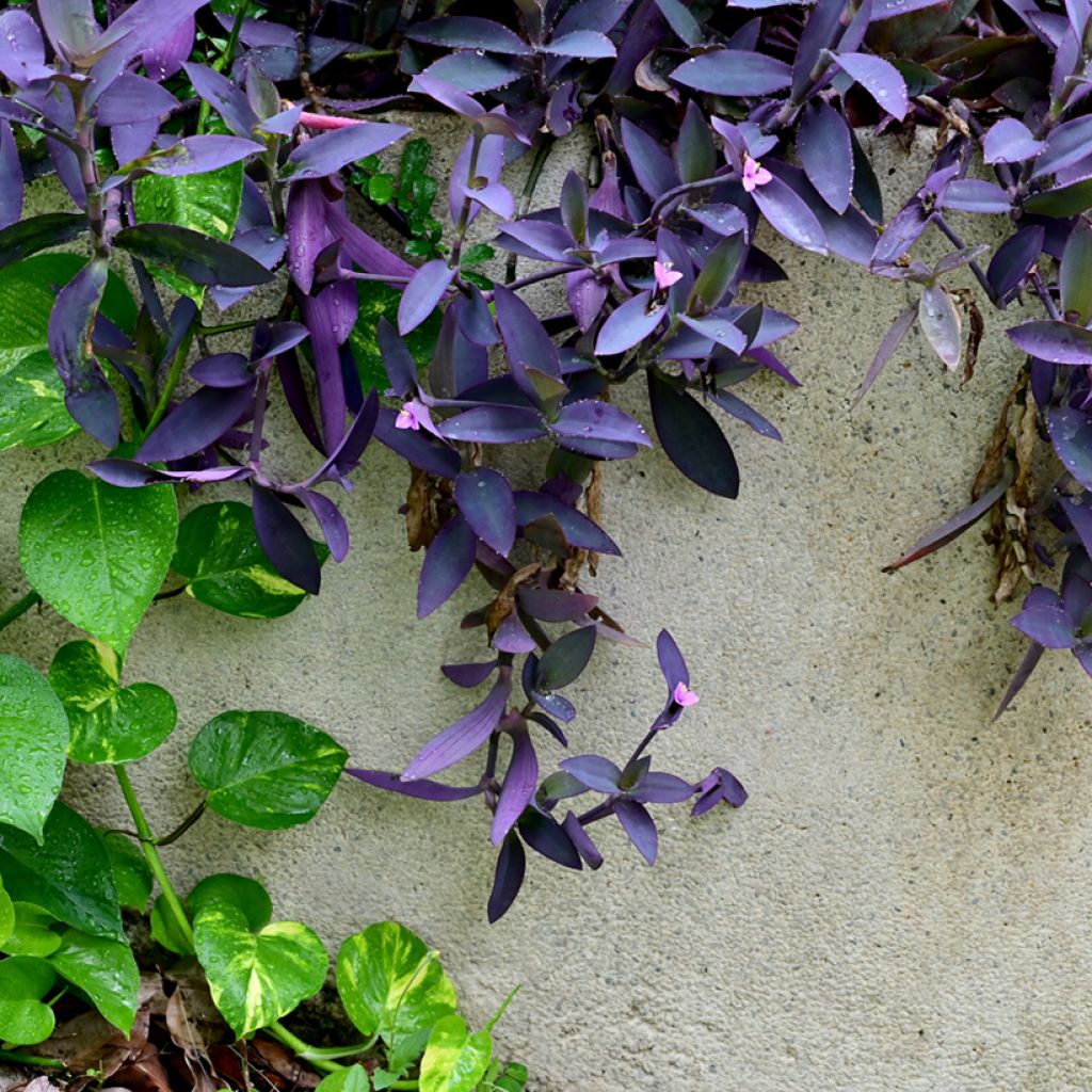 Tradescantia pallida Purple Heart - Misère pourpre