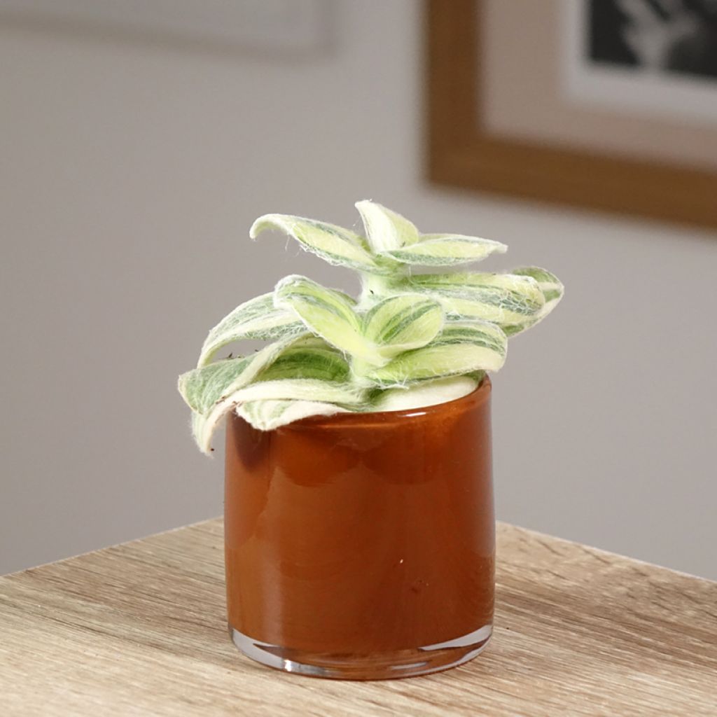 Tradescantia Brightness