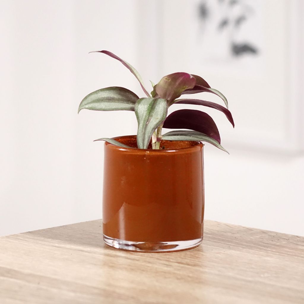 Tradescantia zebrina Pink Joy