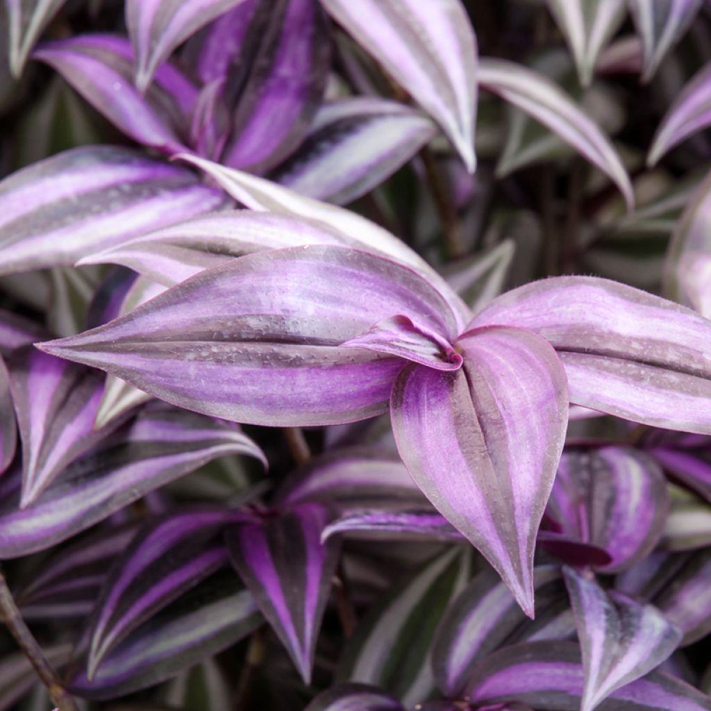 Tradescantia zebrina Purple Joy