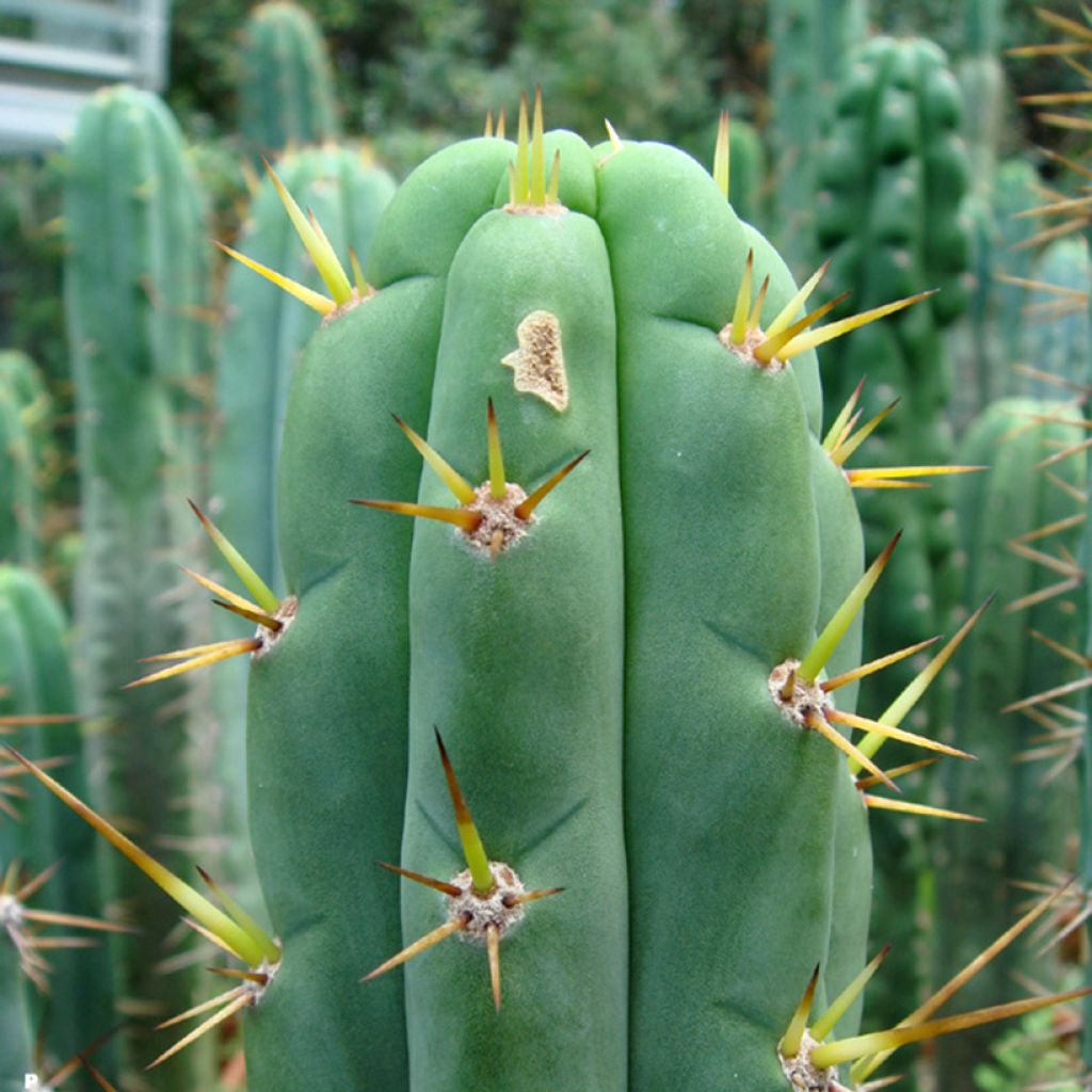 Trichocereus cuzcoensis - Cactus cierge