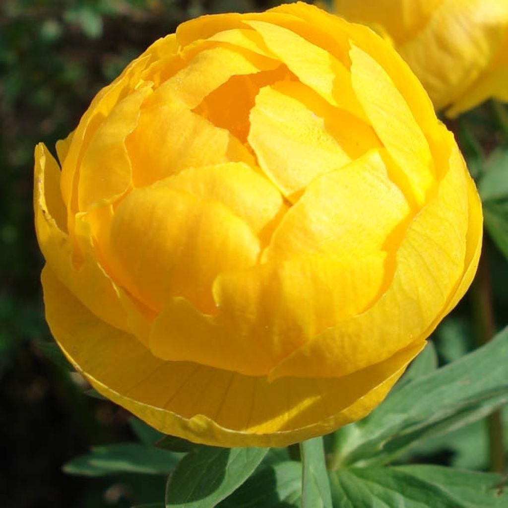 Trolle des montagnes - Trollius europaeus
