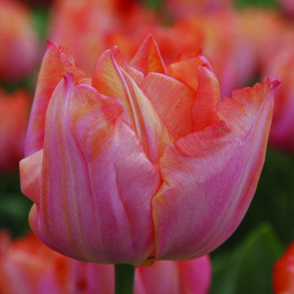 Tulipe Triomphe Jochem
