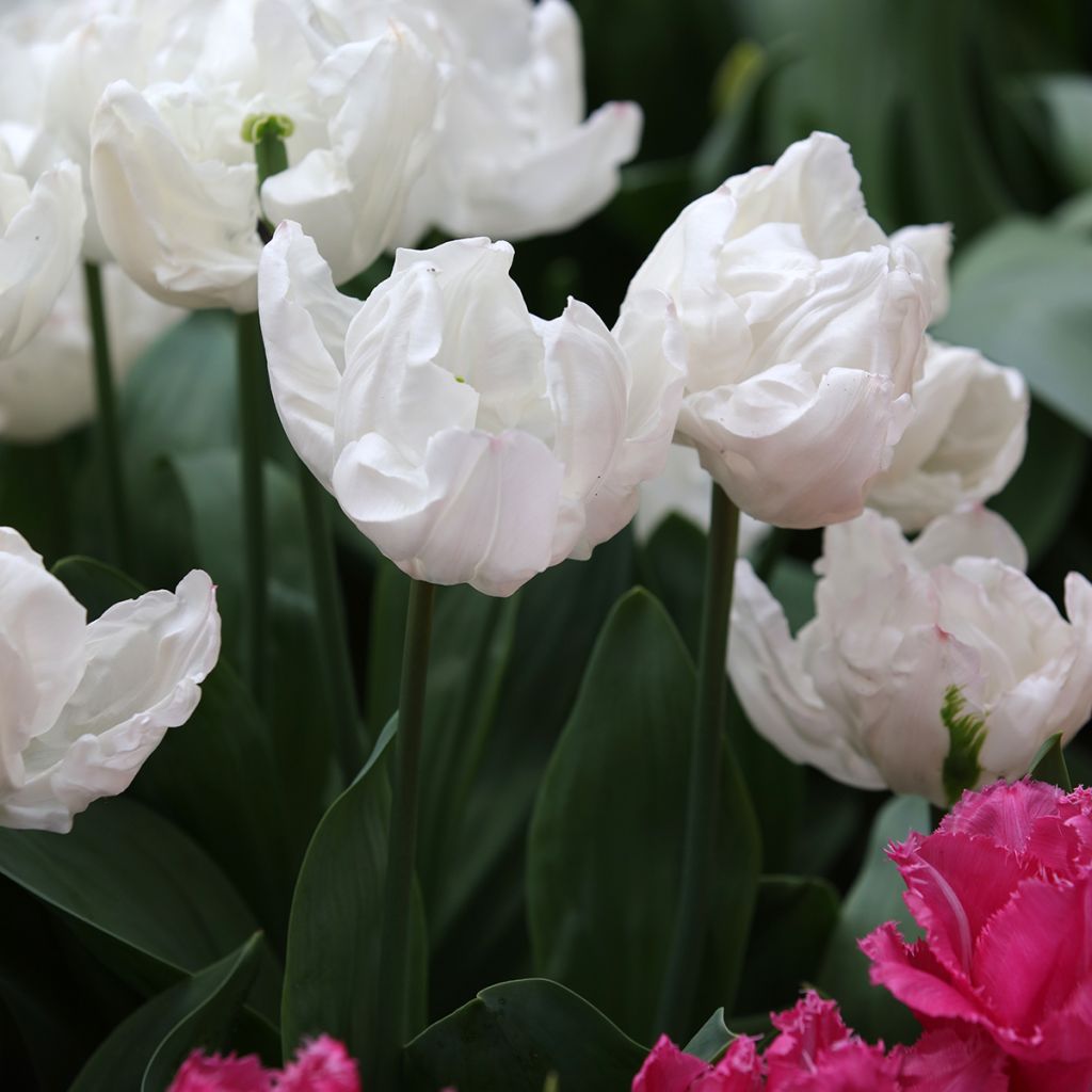 Tulipe Triomphe Rejoyce