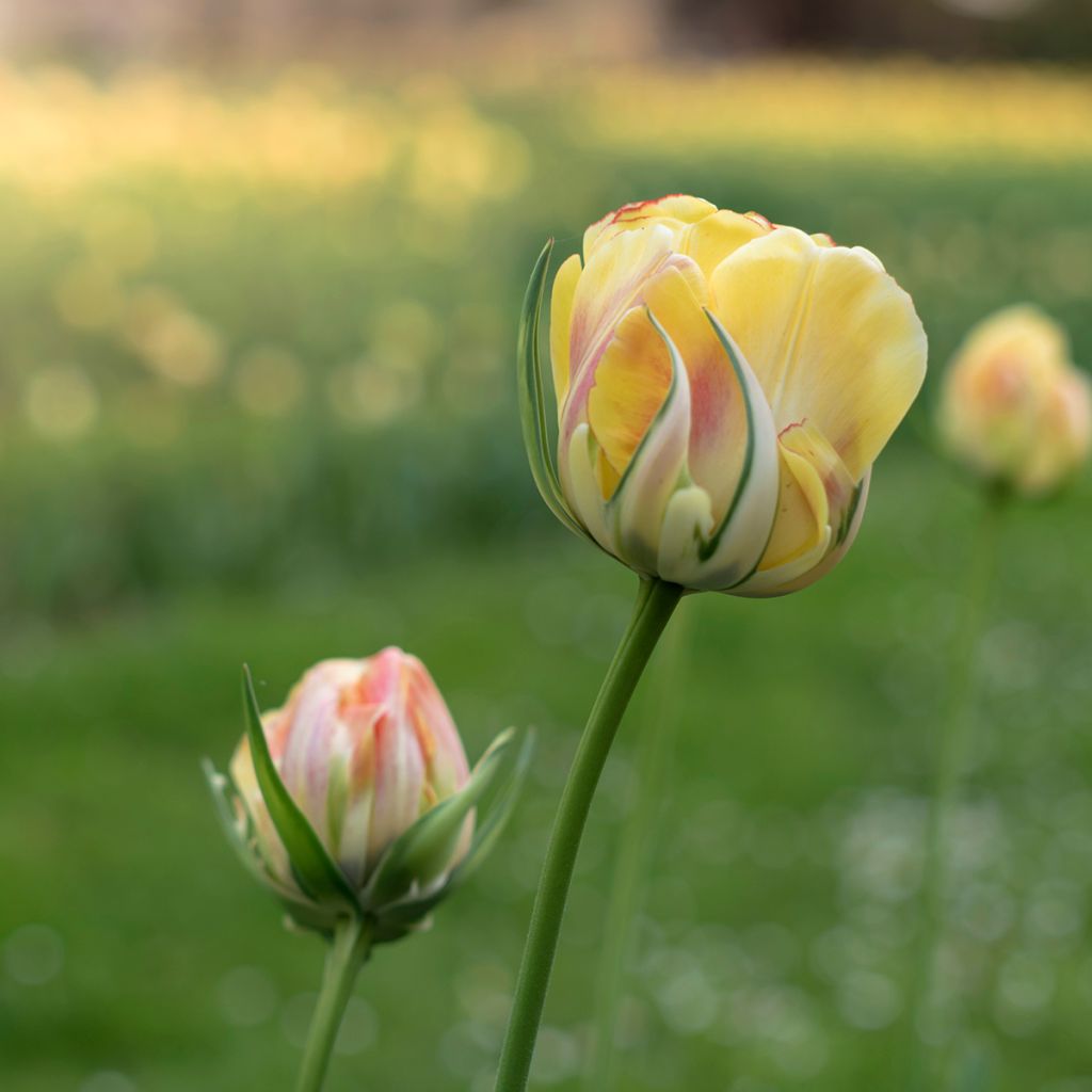 Tulipe viridiflora Golden Artist