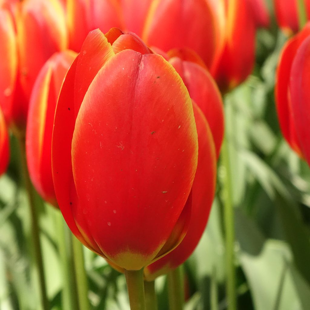 Tulipe Darwin World's Favourite