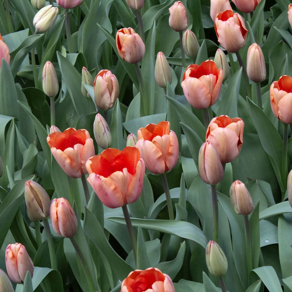 Tulipe Darwin Apricot Impression