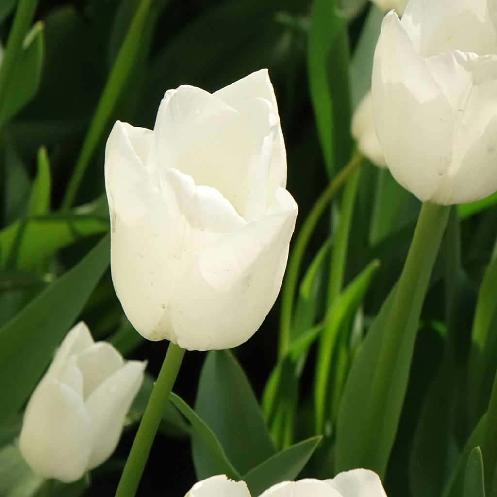 Tulipe Darwin Hakuun