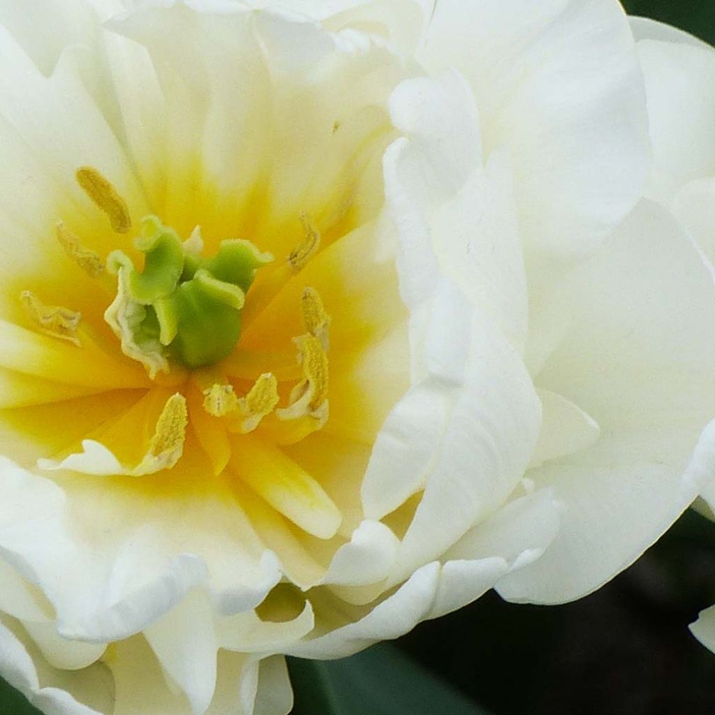 Tulipe Double Tardive Cool 