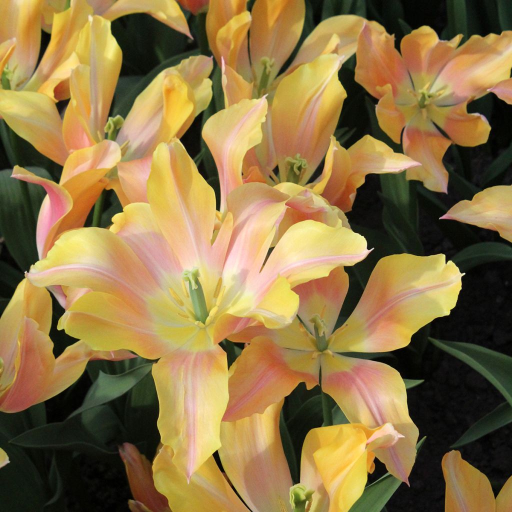 Tulipe Fleur de Lis Marianne