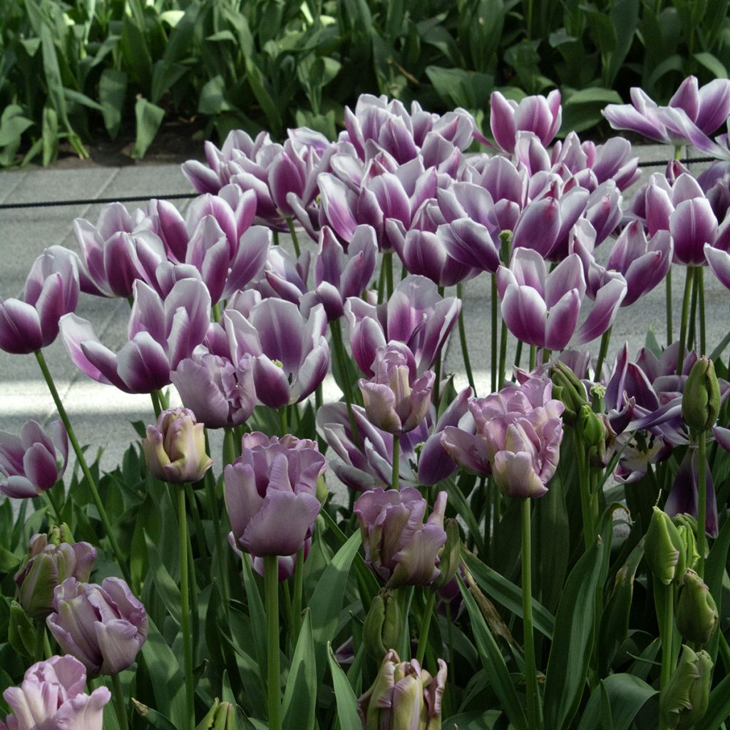 Tulipe Perroquet James Last