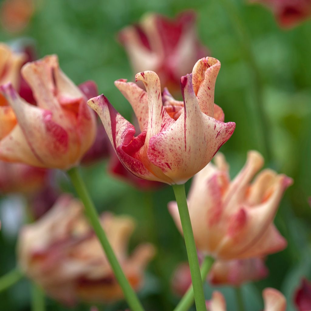 Tulipe Striped Crown