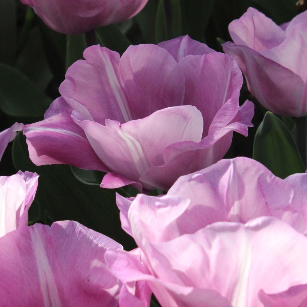 Tulipe Triomphe Carré