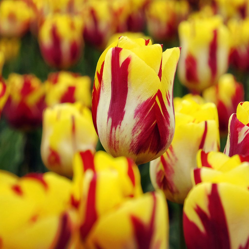 Tulipe Triomphe Helmar