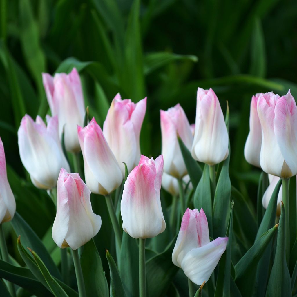 Tulipe Triomphe Kyoko Takahashi