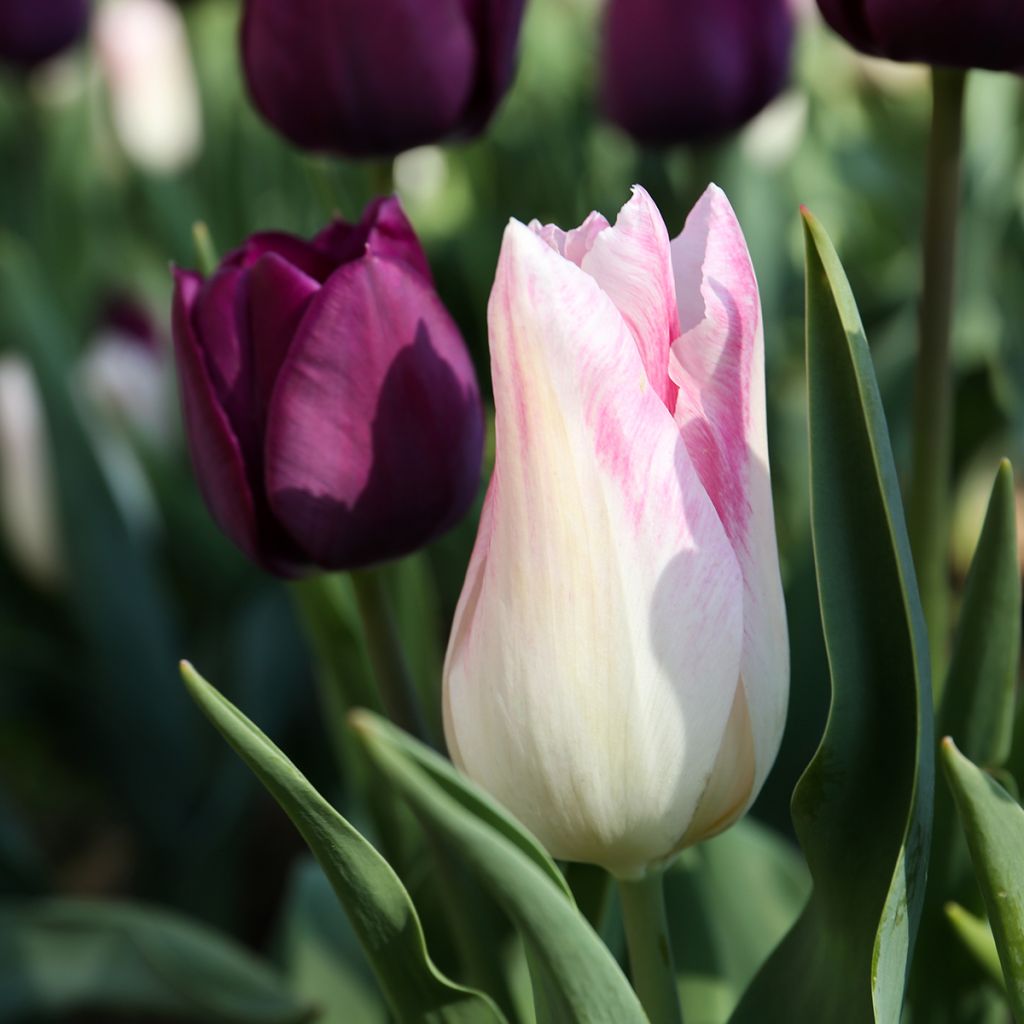 Tulipe Triomphe Kyoko Takahashi