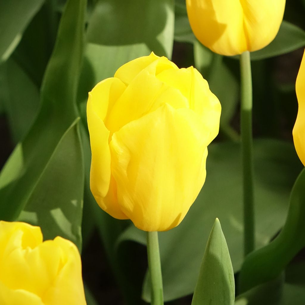 Tulipe Triomphe Strong Gold