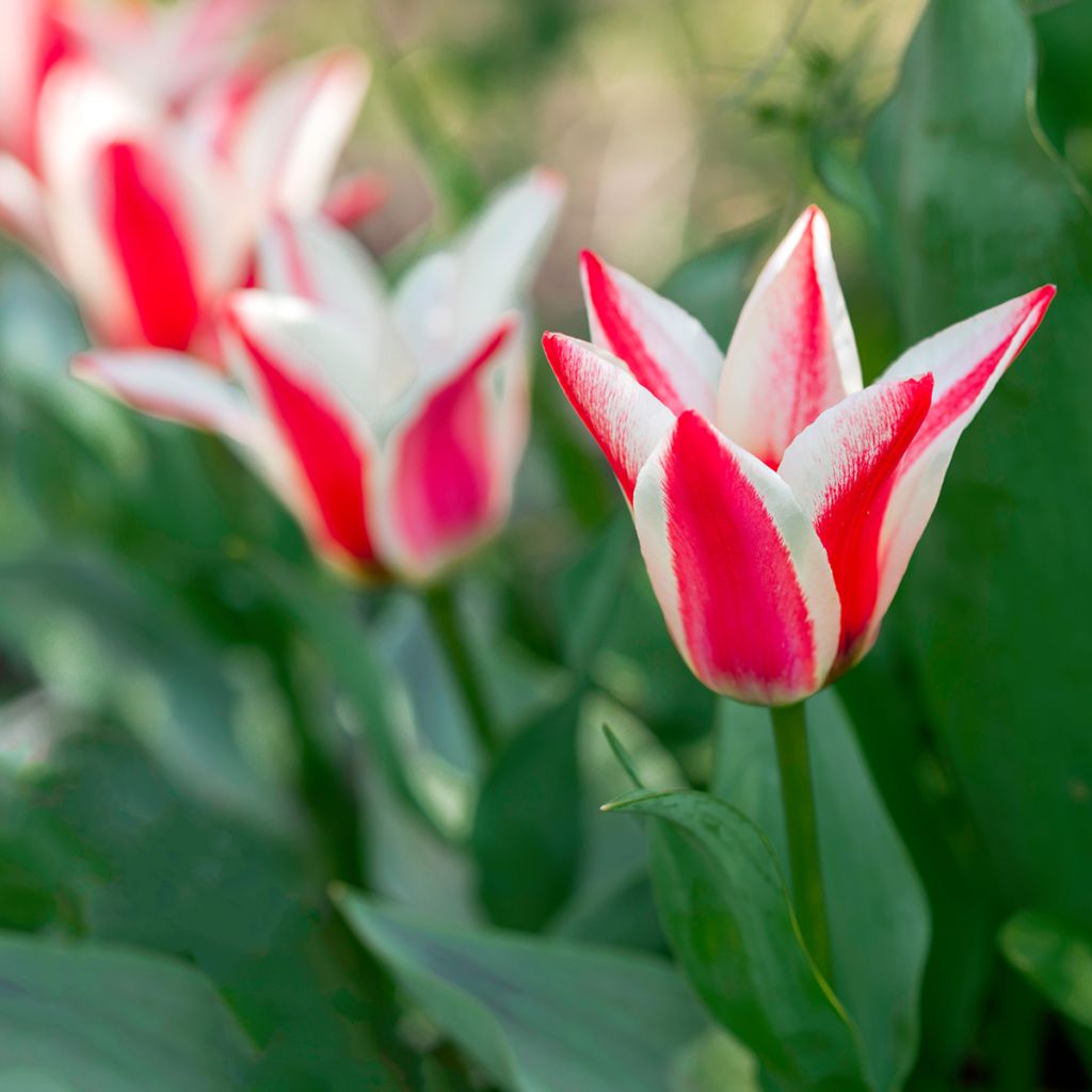 Tulipe botanique greigii Pinocchio