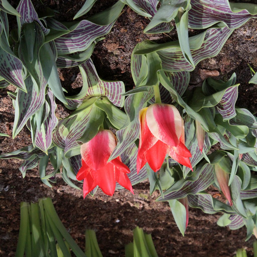 Tulipe botanique greigii Plaisir 