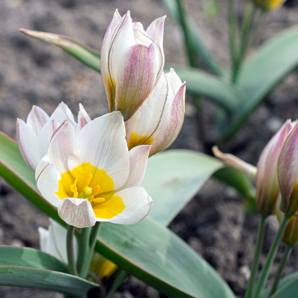 Tulipe botanique polychroma (biflora)