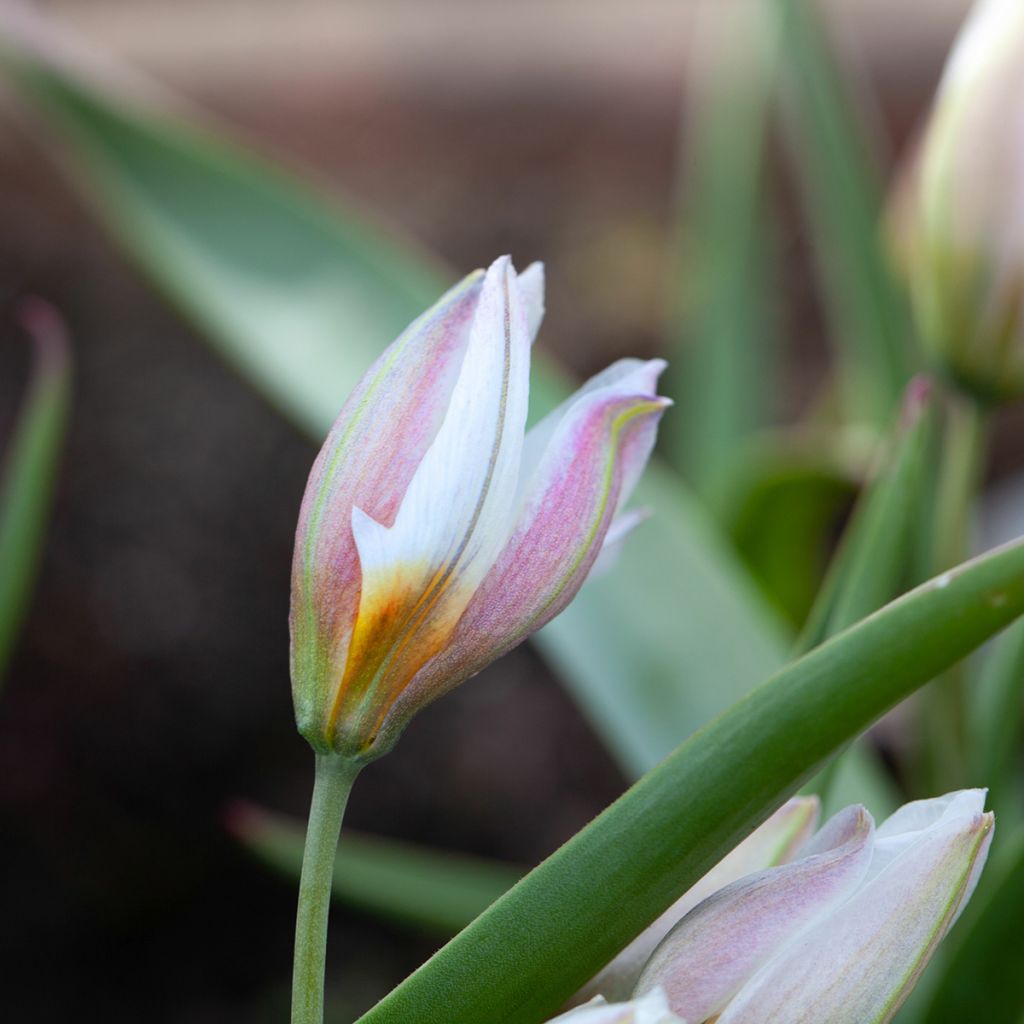 Tulipe botanique polychroma (biflora)