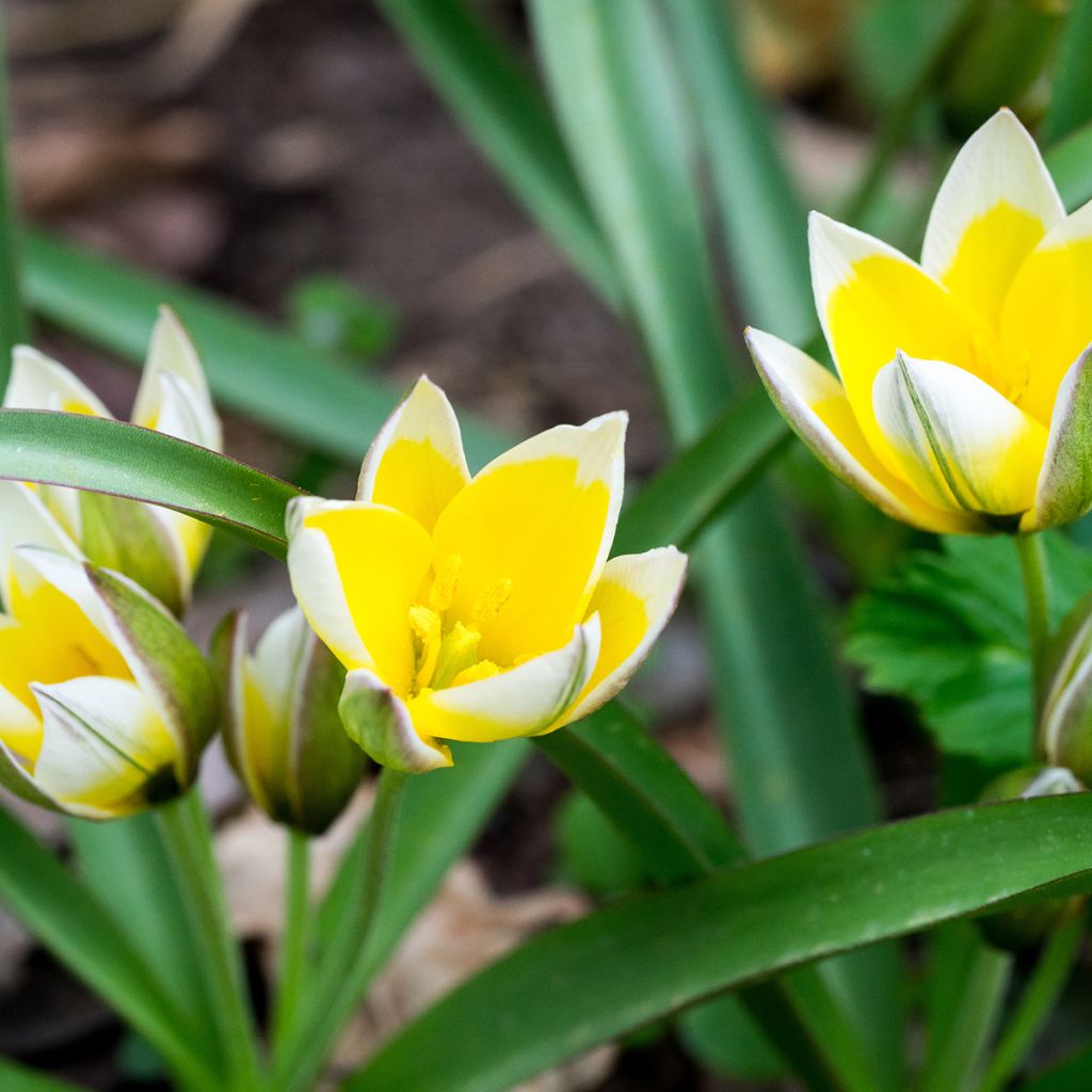 Tulipe botanique tarda