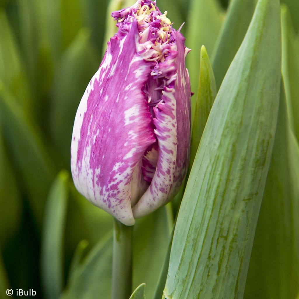 Tulipe dentelée Purple Circus
