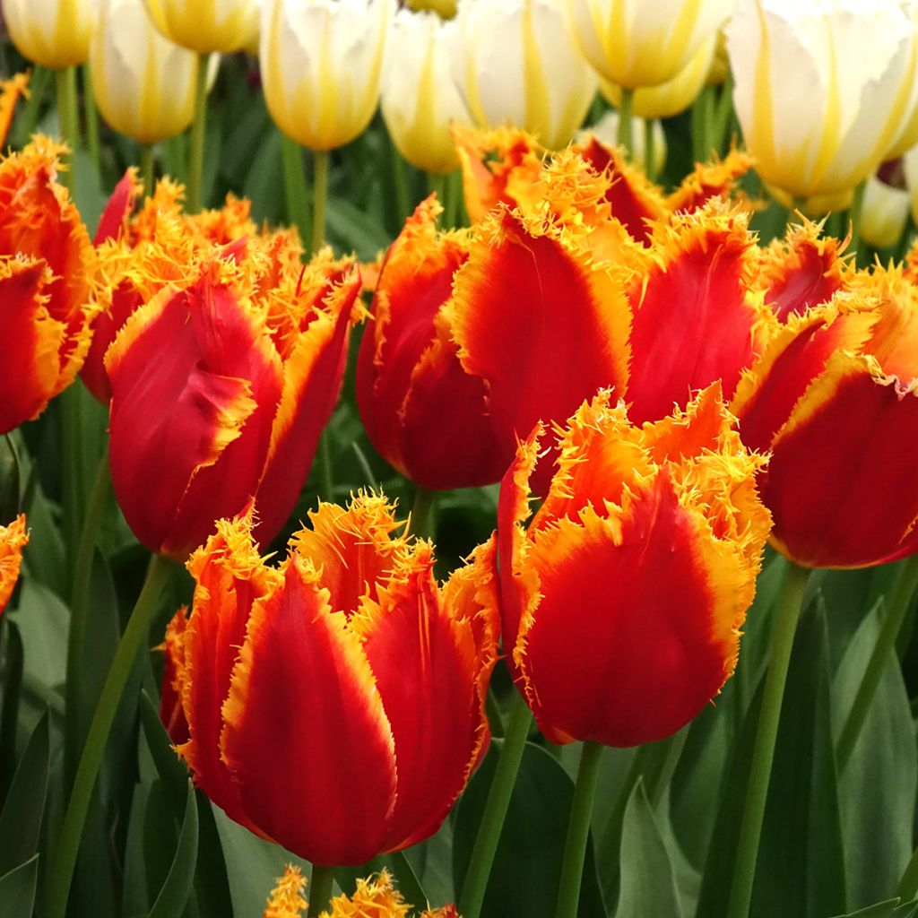 Tulipe dentelée Fabio