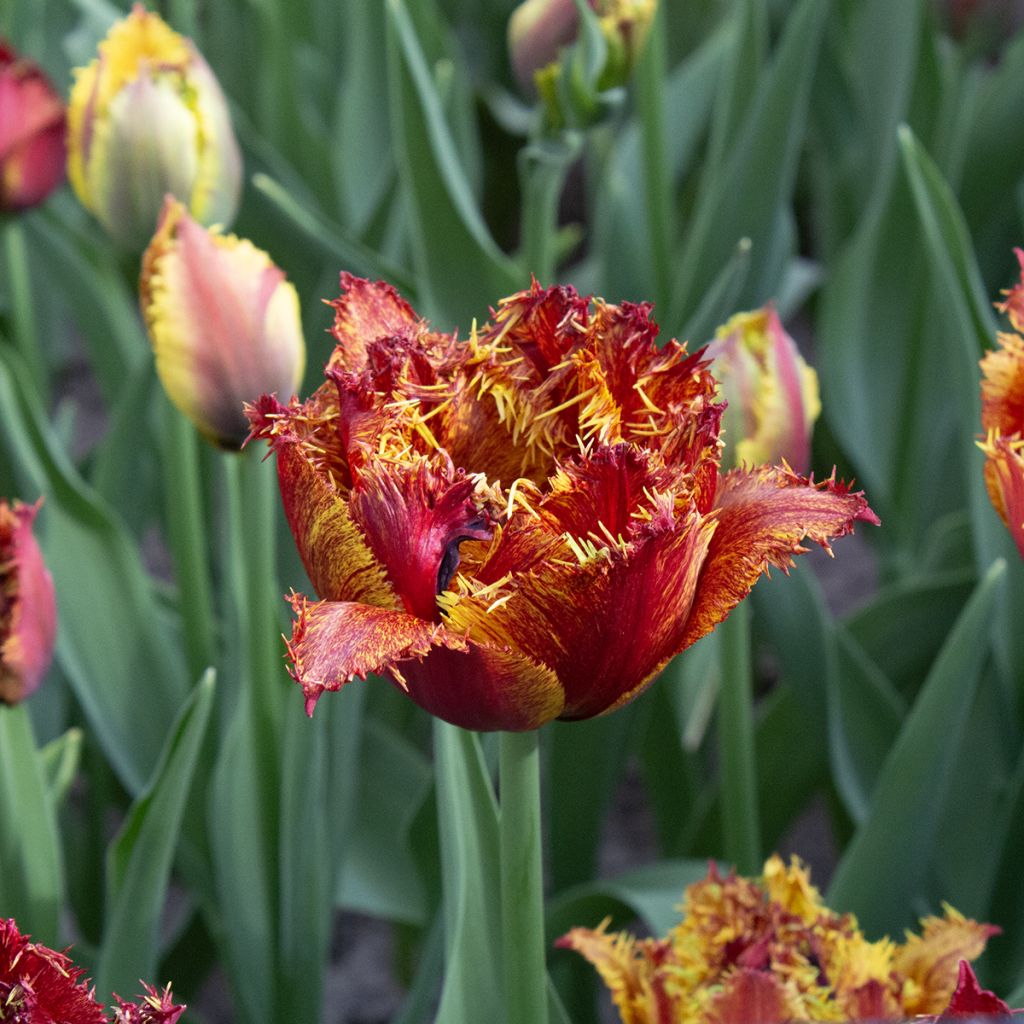 Tulipe dentelée double Bastia